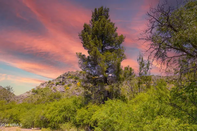 a view of a bunch of trees
