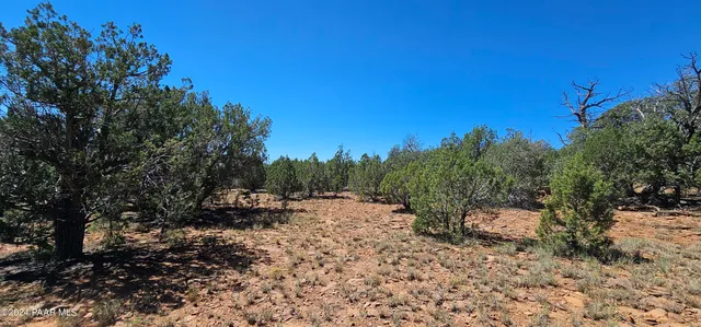 a view of a forest with trees in the background