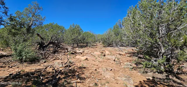 a view of a yard with a tree