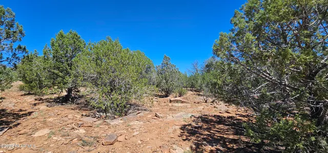 a view of a yard with plants and trees