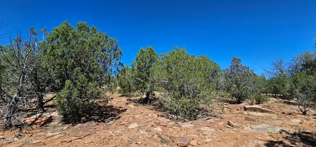 a view of a yard with a tree