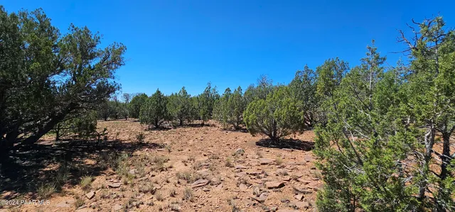 a view of a yard with a tree