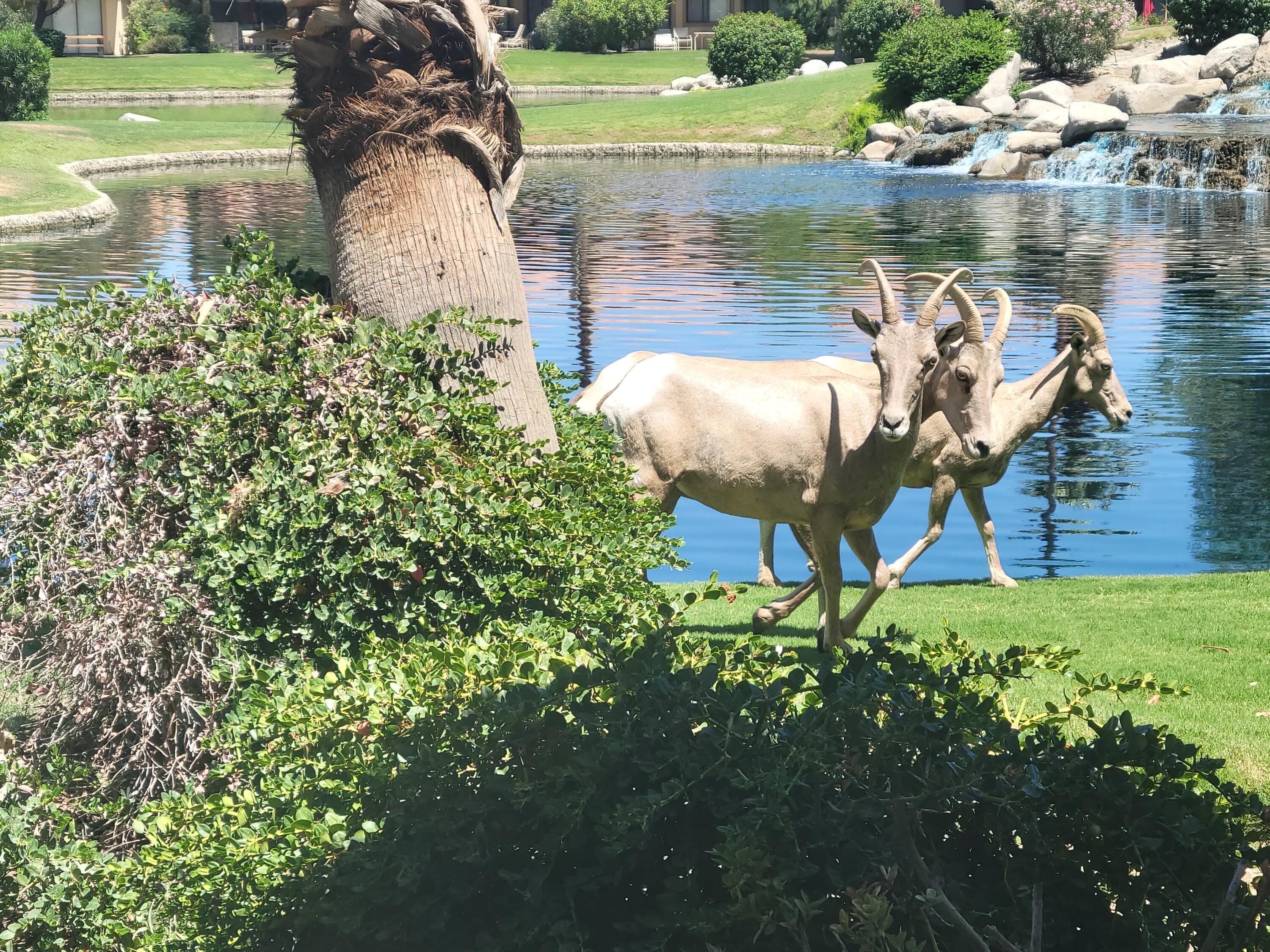 79738 Olympia Fields La Quinta, CA 92253 - Photo 50 of 50 Desert Big Horn Sheep