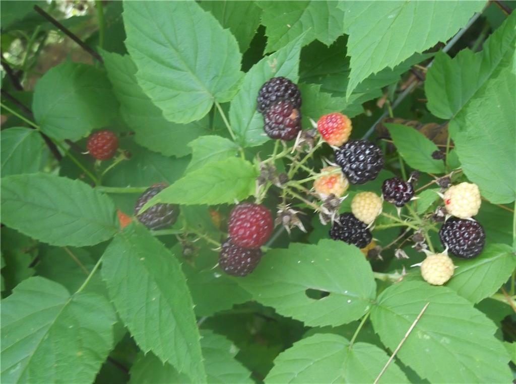 21 Tuttle Road Cornville, ME 04976 - Photo 31 of 35 More Berries!