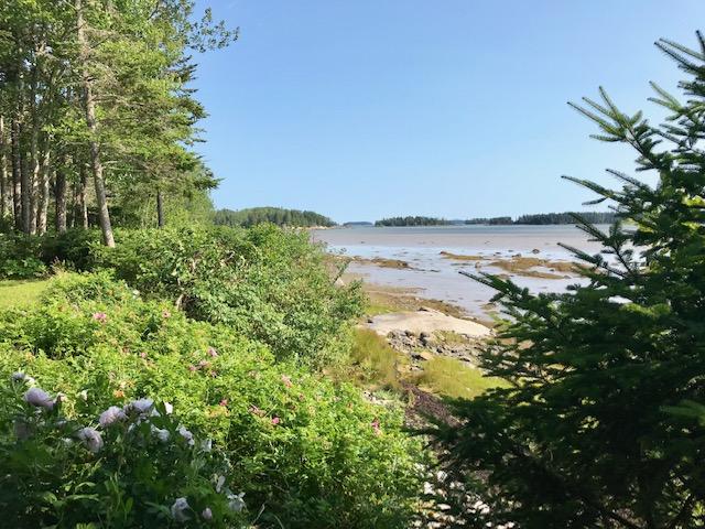 263 Rays Point Road Milbridge, ME 04658 - Photo 20 of 22 Bank of roses to the beach.