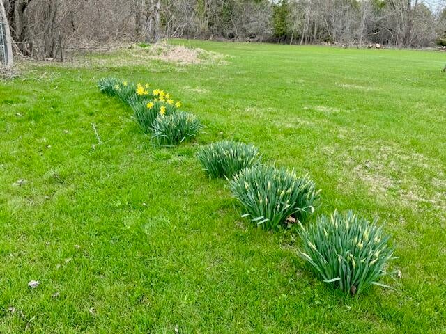 545 Duncan Avenue Cheboygan, MI 49721 - Photo 26 of 26 Backyard 2