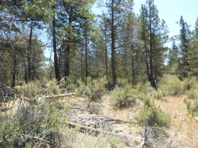 a view of a forest with trees