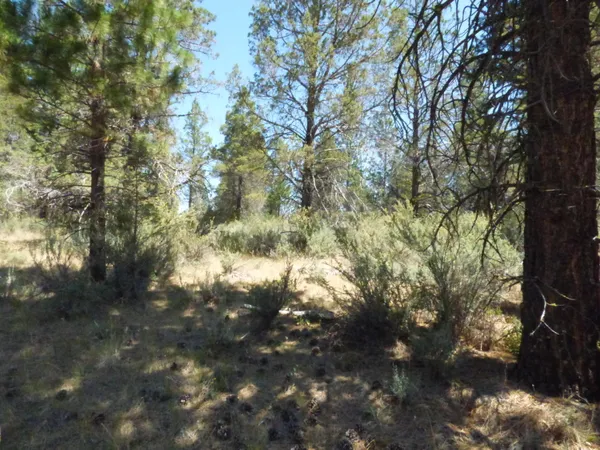 a view of outdoor space and trees