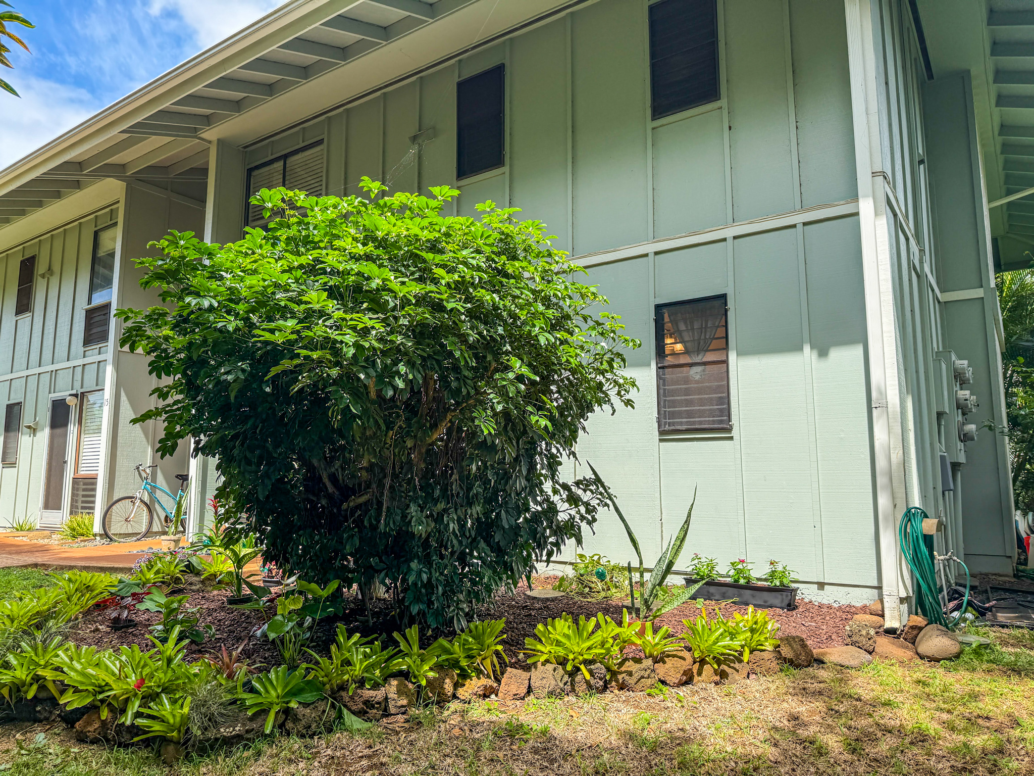 3057 Poipu Road, Unit D13 Koloa, HI 96756 - Photo 16 of 18 a plant that is in front of a house