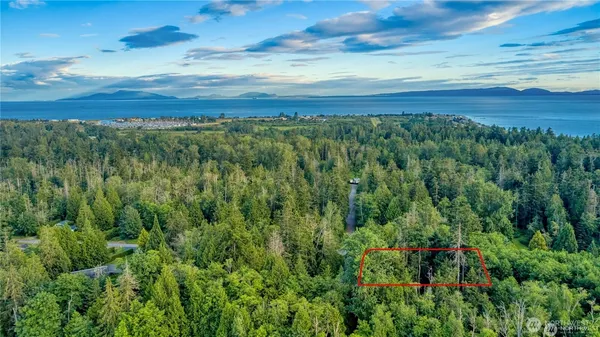 a view of a lush green forest with lots of trees