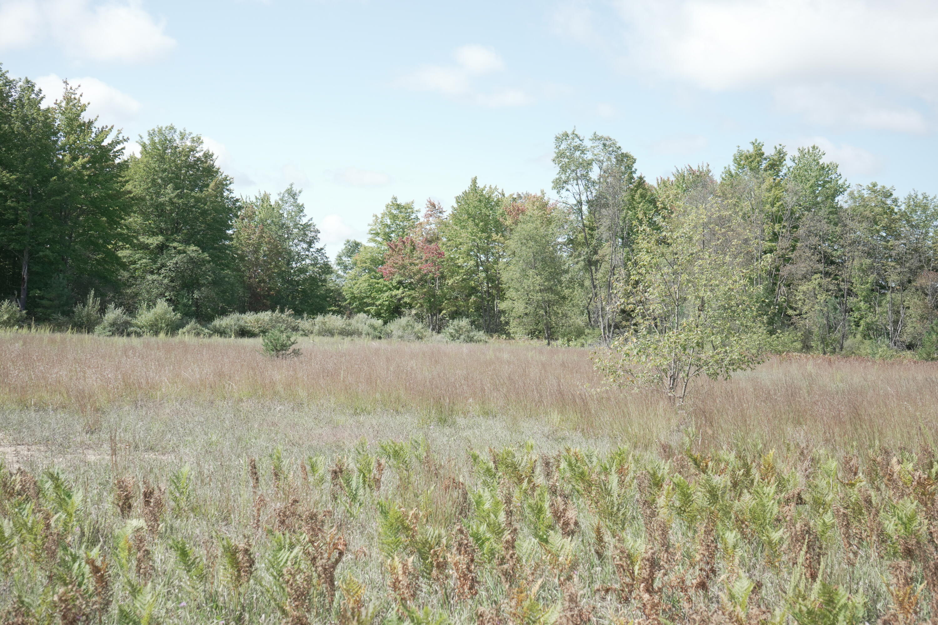 Wood Road Northeast Kalkaska, MI 49646 - Photo 3 of 14 DSC00498