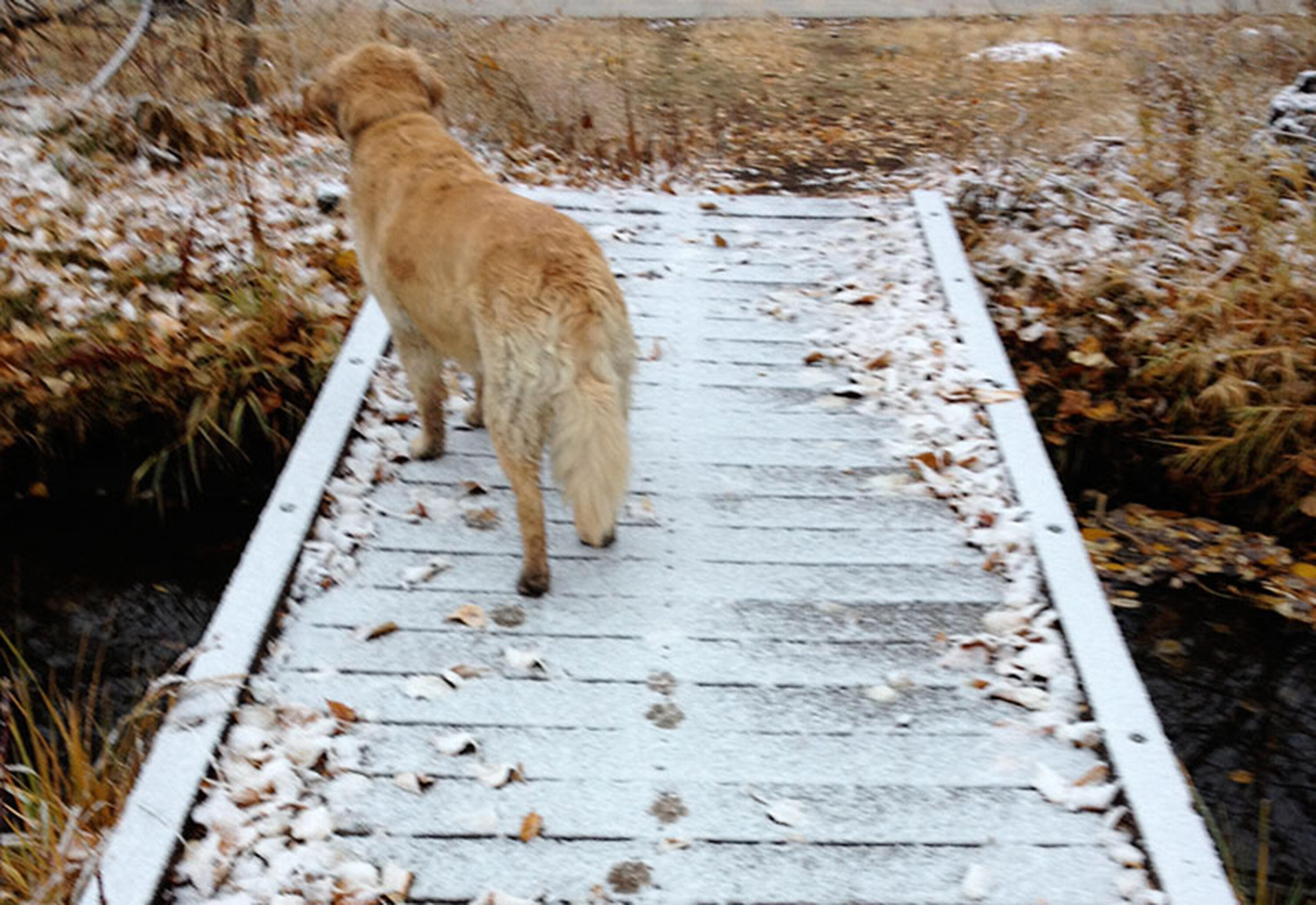 810 Myrtle Street Hailey, ID 83333 - Photo 7 of 11 Dog on Bridge over Cana;
