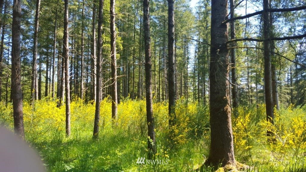 154 Johnson Road Onalaska, WA 98570 - Photo 5 of 24 Gallery Image 5