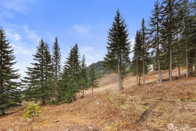 a view of a yard with trees
