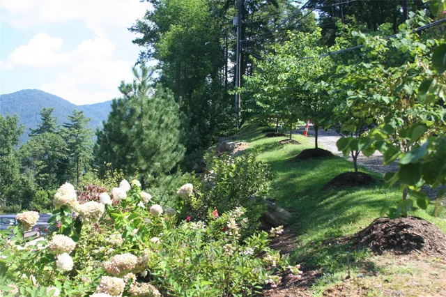 a lush green forest with lots of trees