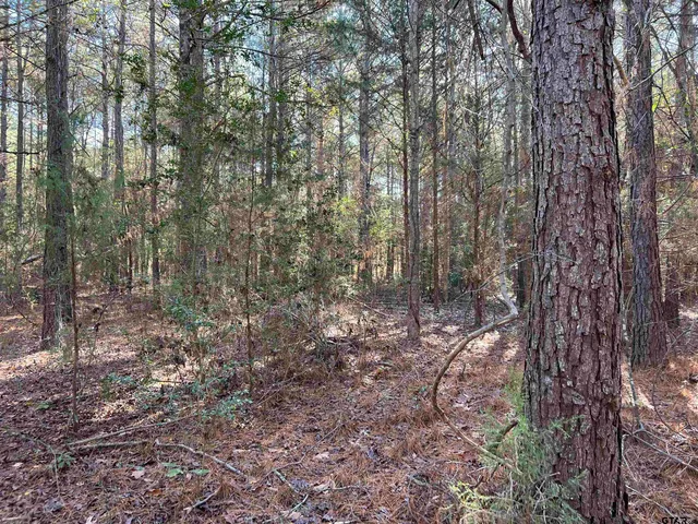 a view of a forest with trees in the background