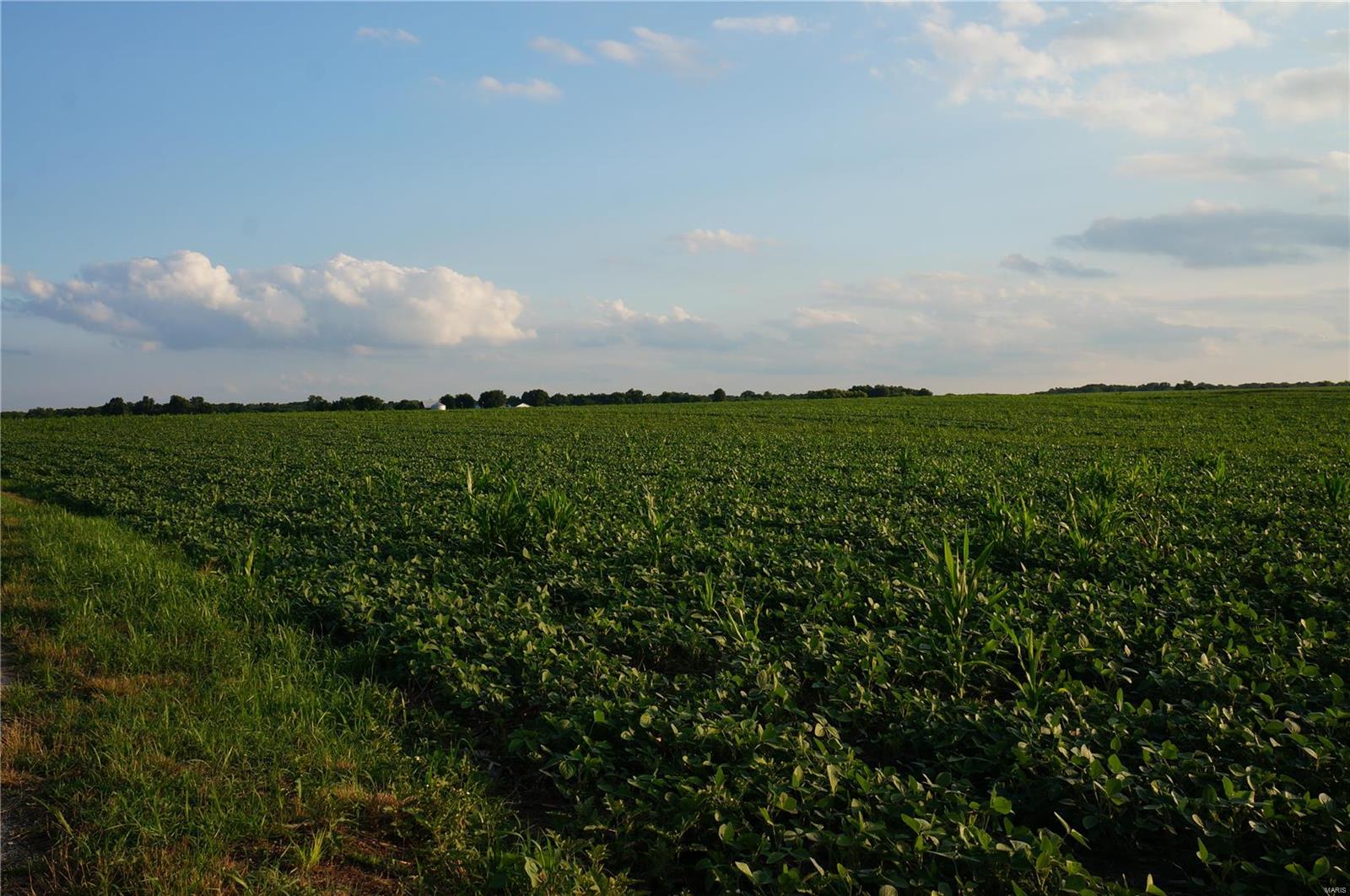 0 Farmer's Ridge Road Nebo, IL 62355 - Photo 5 of 8 Gallery Image 5
