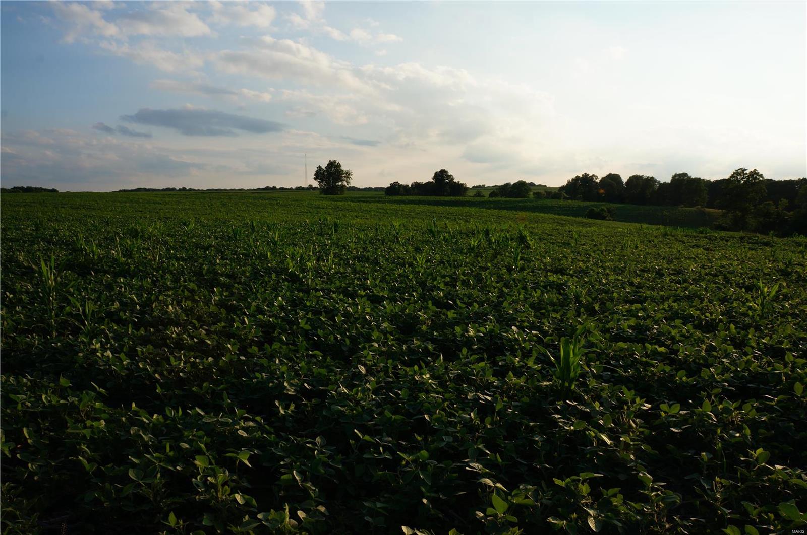 0 Farmer's Ridge Road Nebo, IL 62355 - Photo 6 of 8 Gallery Image 6