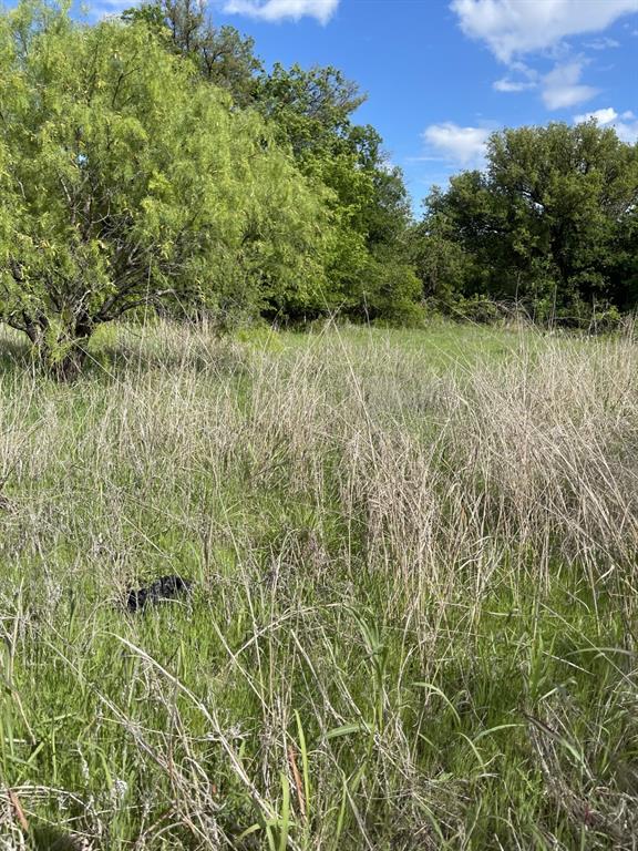 31 Julia Bangs, TX 76823 - Photo 3 of 12 a view of a yard with a tree