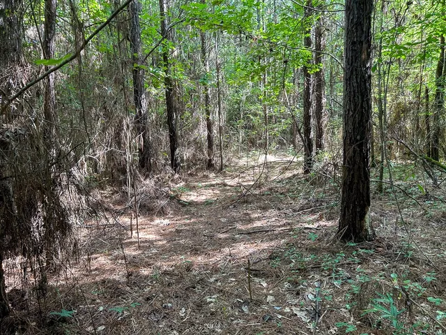 a view of a forest with trees