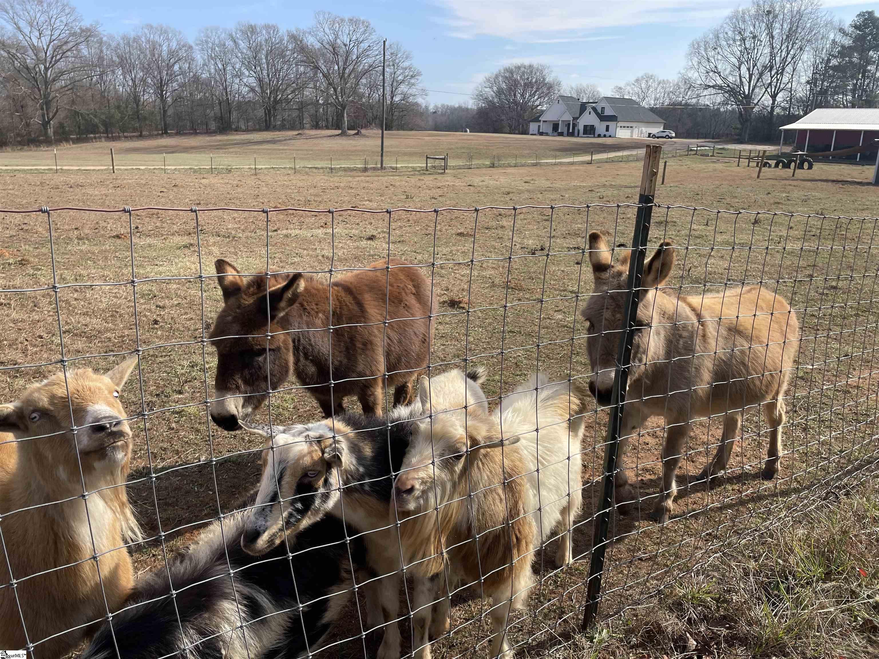 1739 Highway 418 Pelzer, SC 29669 - Photo 45 of 49 Strictly for illustrative purposes only. Farm babies do not convey (unfortunately)