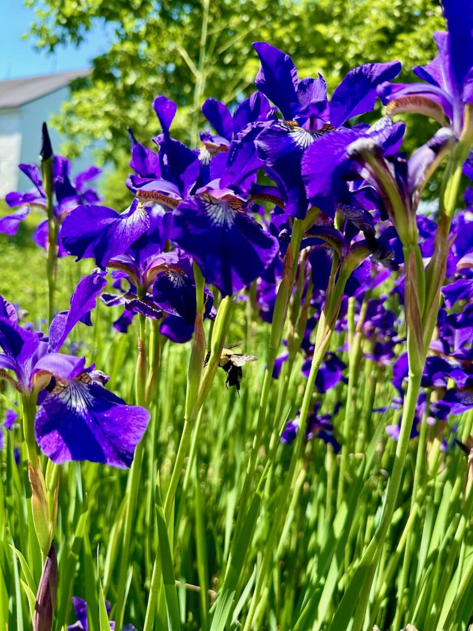967 Meadow Road Casco, ME 04015 - Photo 12 of 32 Purple Flowers