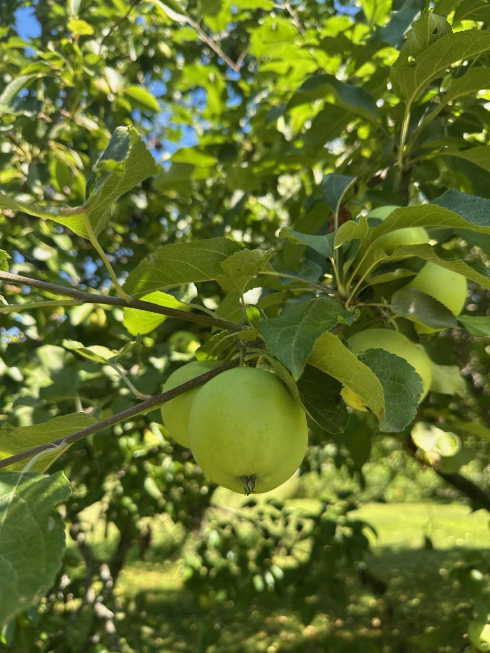 967 Meadow Road Casco, ME 04015 - Photo 3 of 32 IMG_0567