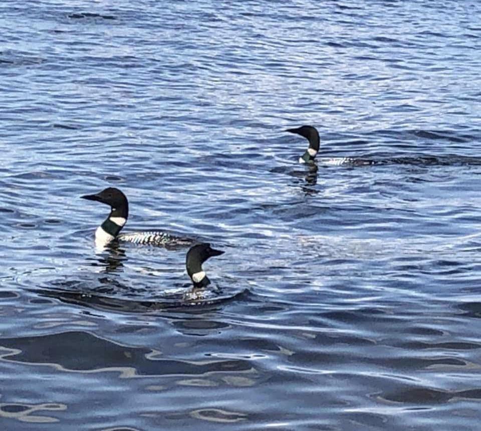 277 Shore Rd Lake View North Milo, ME 04463 - Photo 12 of 59 Loons on the Lake