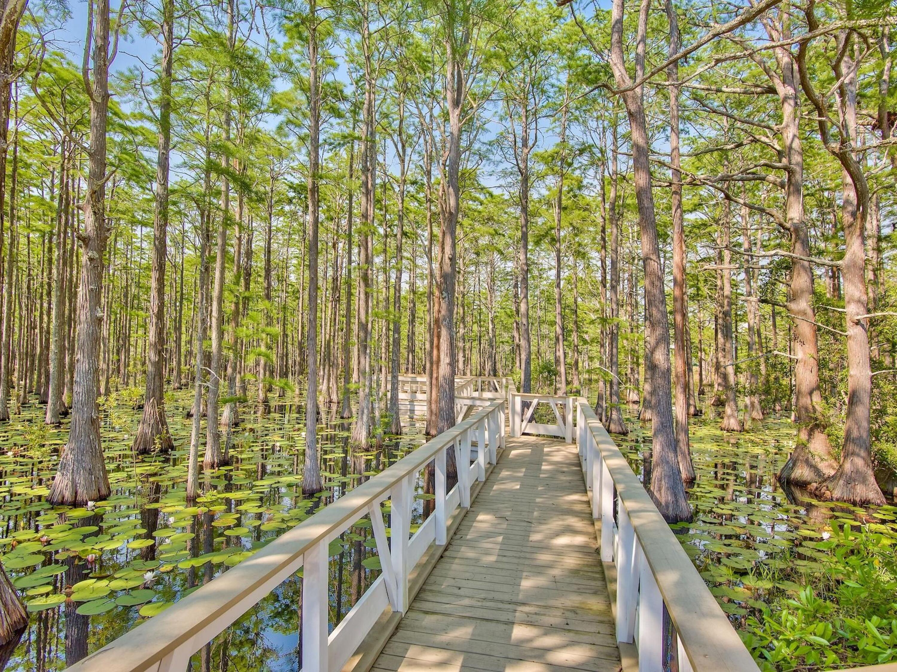 Lot 107 Cypress Walk Santa Rosa Beach, FL 32459 - Photo 25 of 42 200 year old Cypress Head