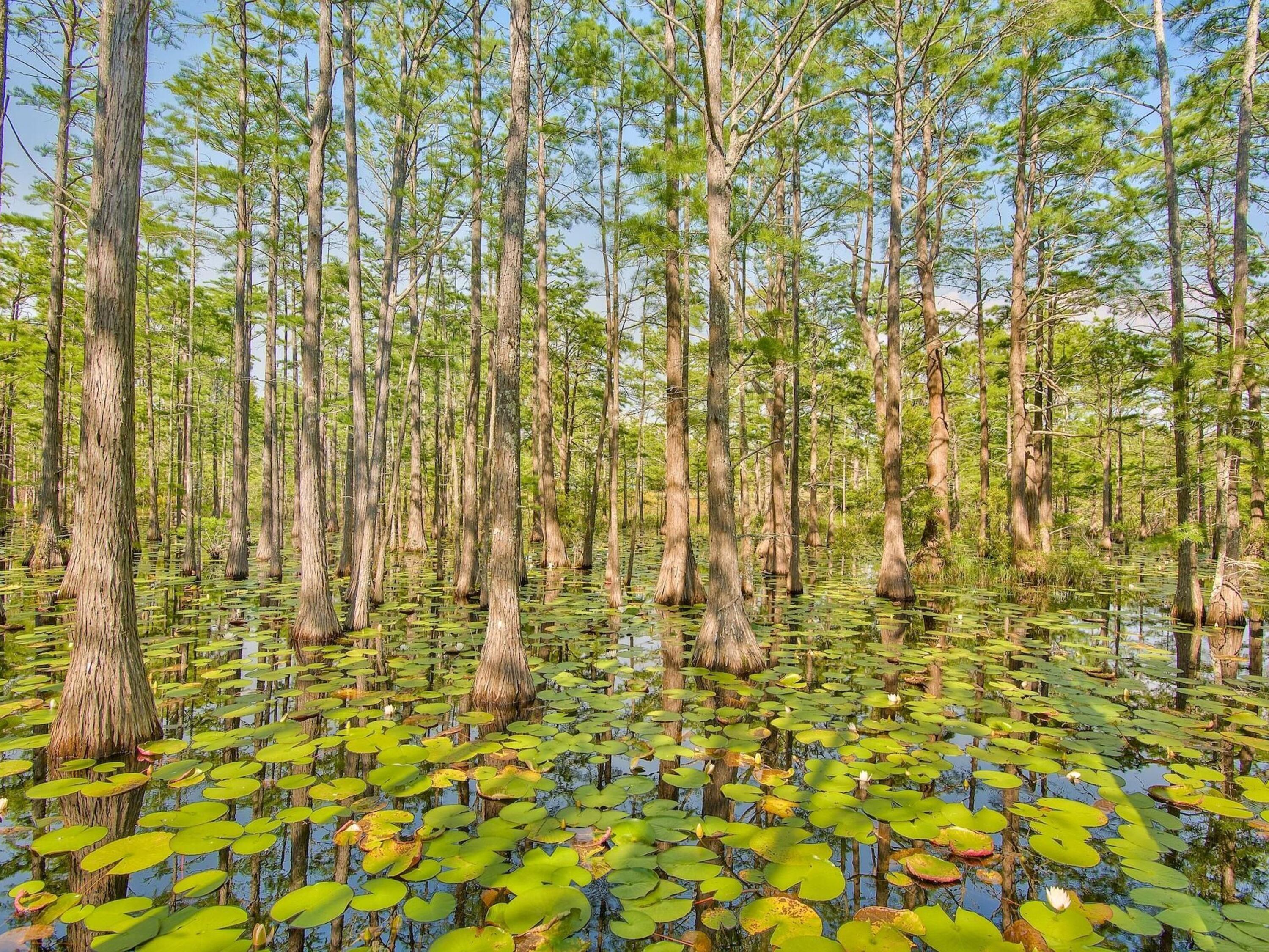 Lot 107 Cypress Walk Santa Rosa Beach, FL 32459 - Photo 26 of 42 Cypress Pond is very beautiful