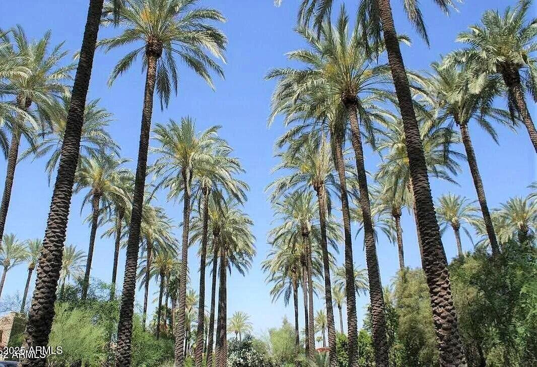 4540 North 44th Street, Unit 47 Phoenix, AZ 85018 - Photo 13 of 16 a view of a palm trees with a palm trees