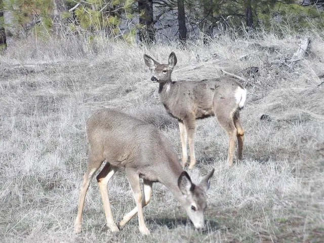 $59,000 | Lot 2 Pine Hen Lane East, Davenport, WA 99122