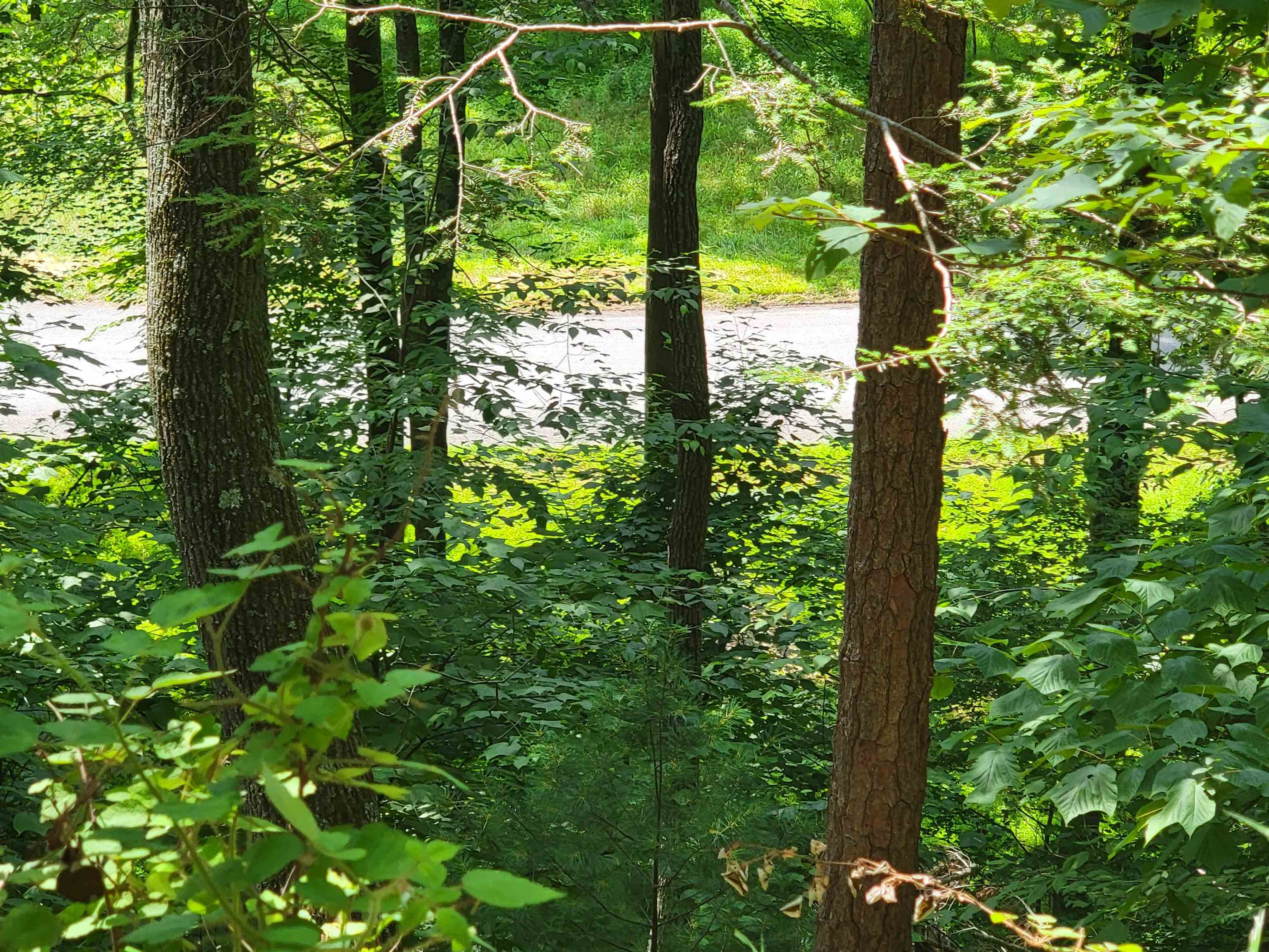 Tbd German River Road Fulks Run, VA 22830 - Photo 1 of 8 Gallery Image 1