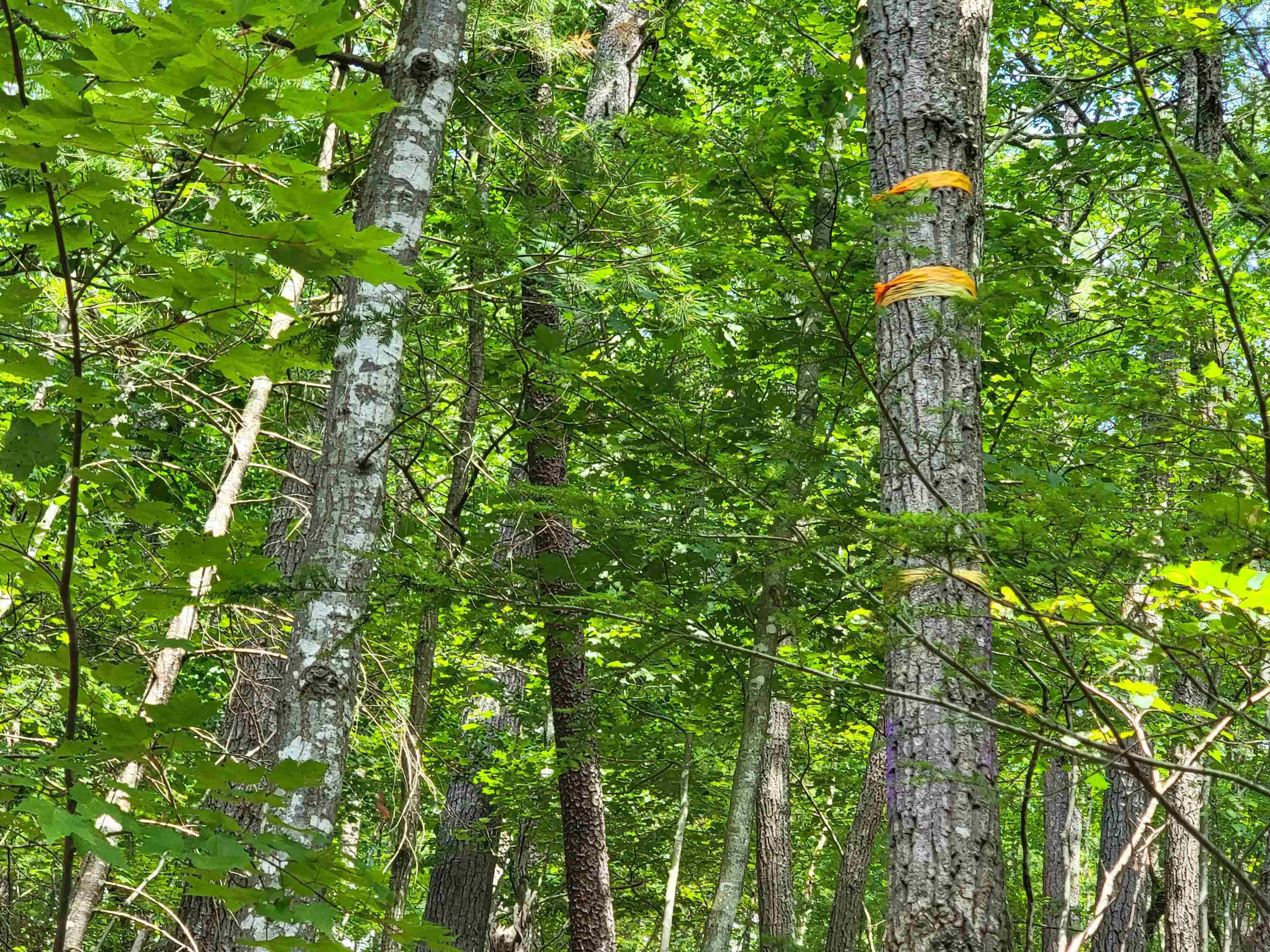 Tbd German River Road Fulks Run, VA 22830 - Photo 6 of 8 Gallery Image 6