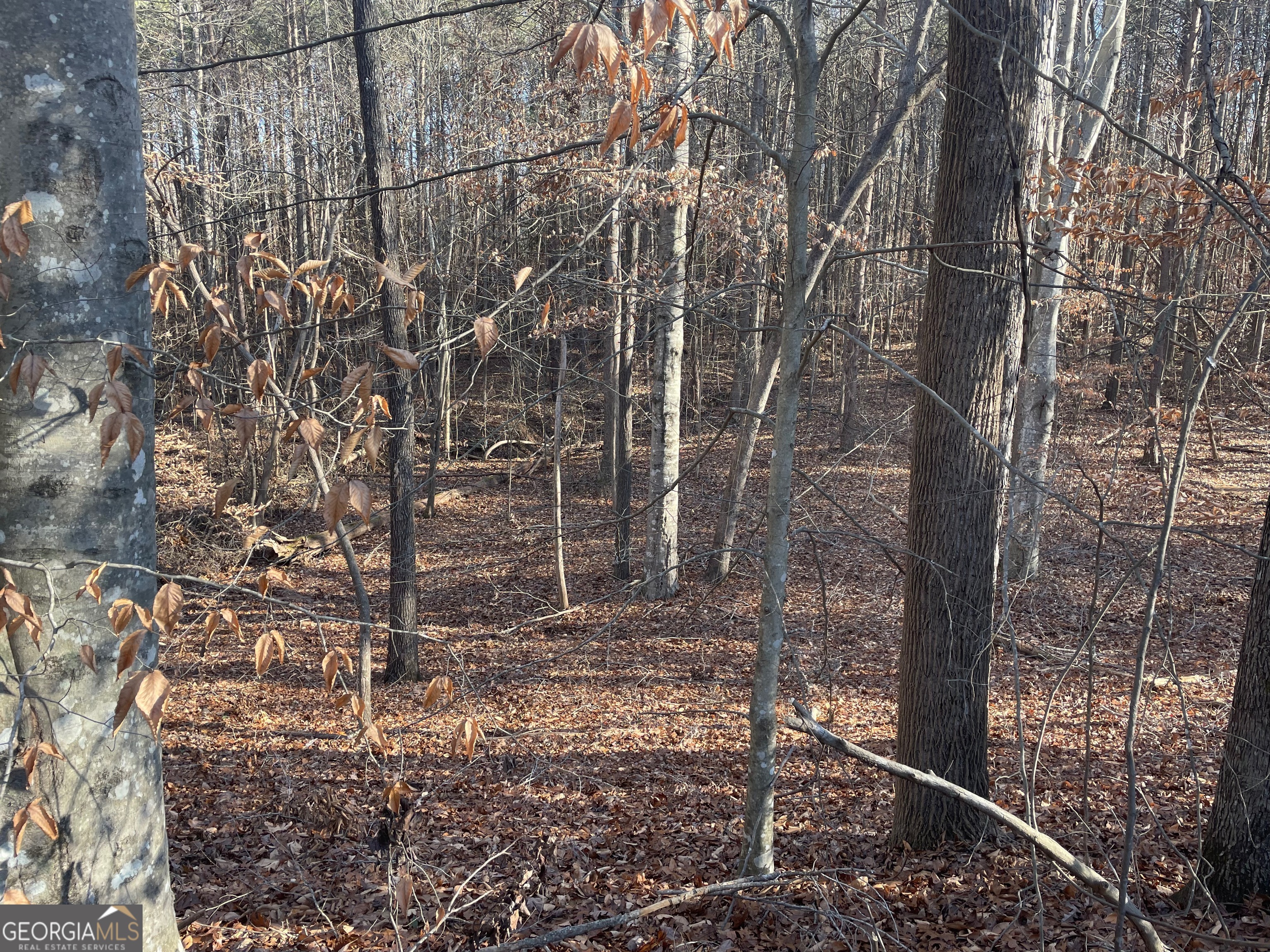 0 Camp Road Eastanollee, GA 30538 - Photo 1 of 1 Gallery Image 1