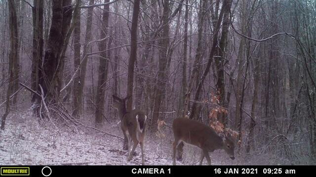 57640 St John Road Quaker City, OH 43773 - Photo 9 of 51 2 Deer-2
