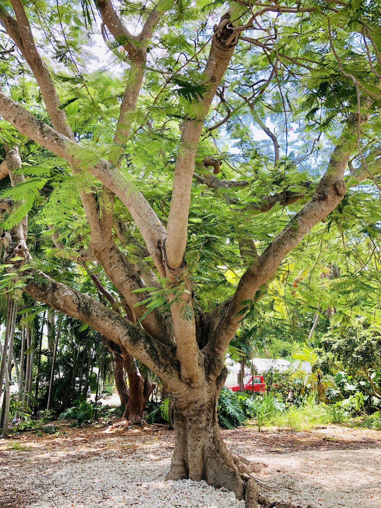 813 La Paloma Road Key Largo, FL 33037 - Photo 6 of 35 Royal Poinciana Tree