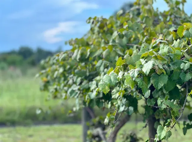 $325,000 | 44645 Misty Isle Drive, DeLand, FL 32720