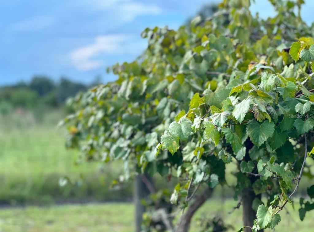 44645 Misty Isle Drive DeLand, FL 32720 - Photo 8 of 28