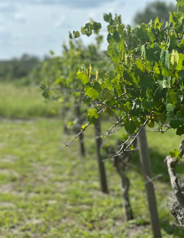 44645 Misty Isle Drive DeLand, FL 32720 - Photo 9 of 28