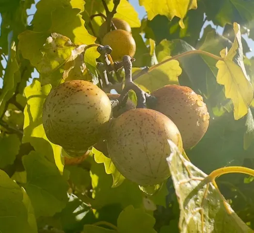 $325,000 | 44645 Misty Isle Drive, DeLand, FL 32720