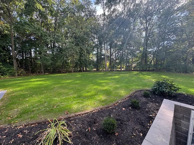 a view of a trees in a yard