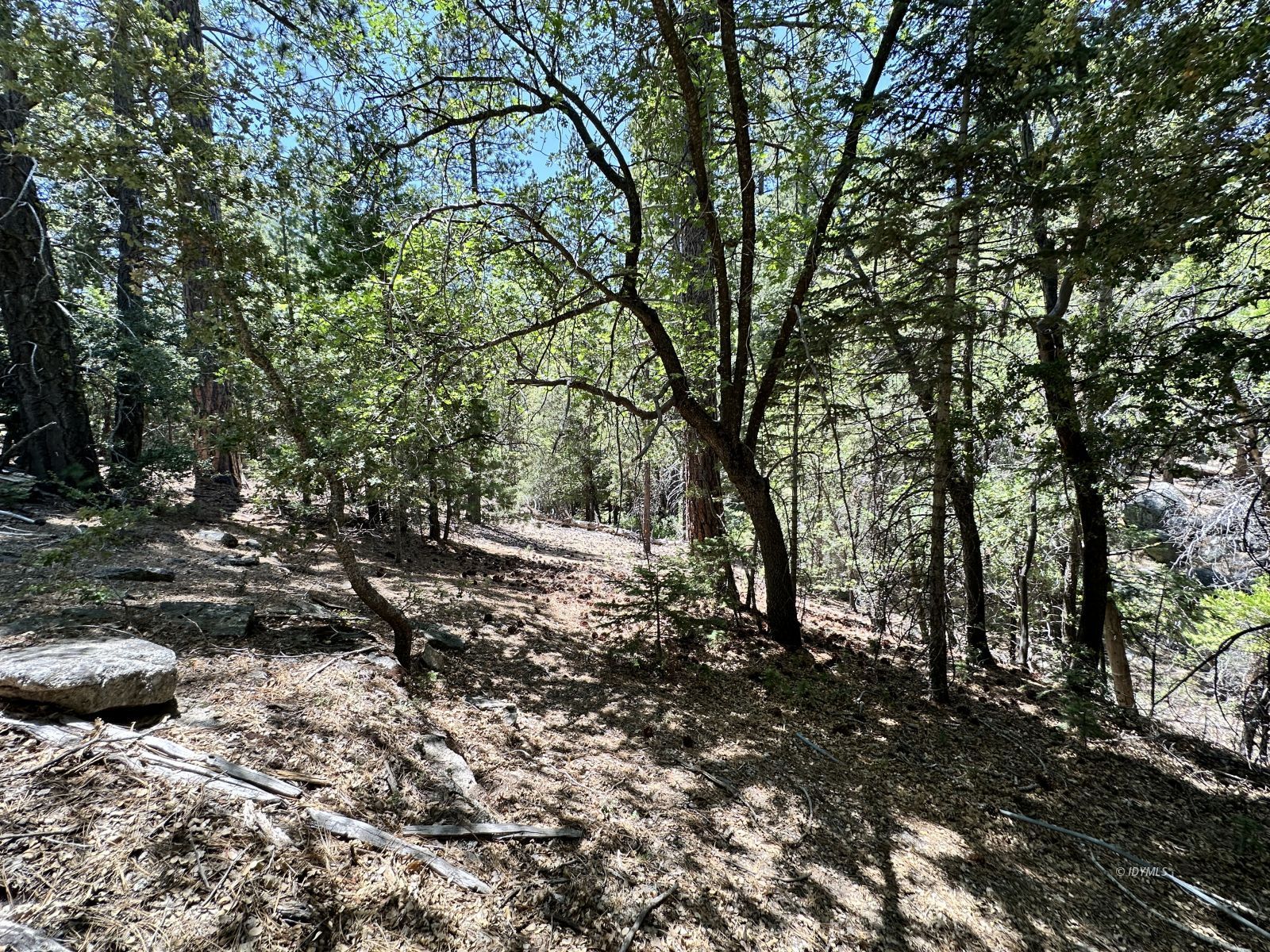 4s02 Idyllwild, CA 92549 - Photo 5 of 8 a view of a forest filled with trees