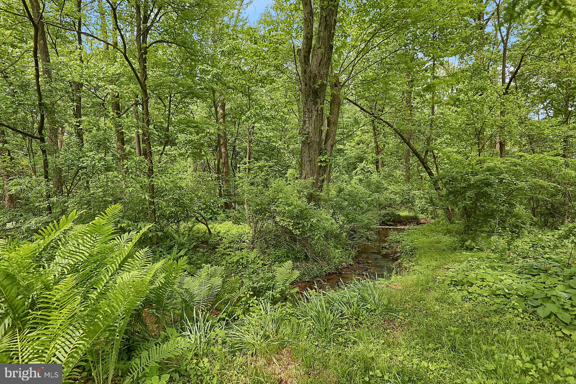 731 Vinemont Road Reinholds, PA 17569 - Photo 14 of 60 Backyard ferns and creek