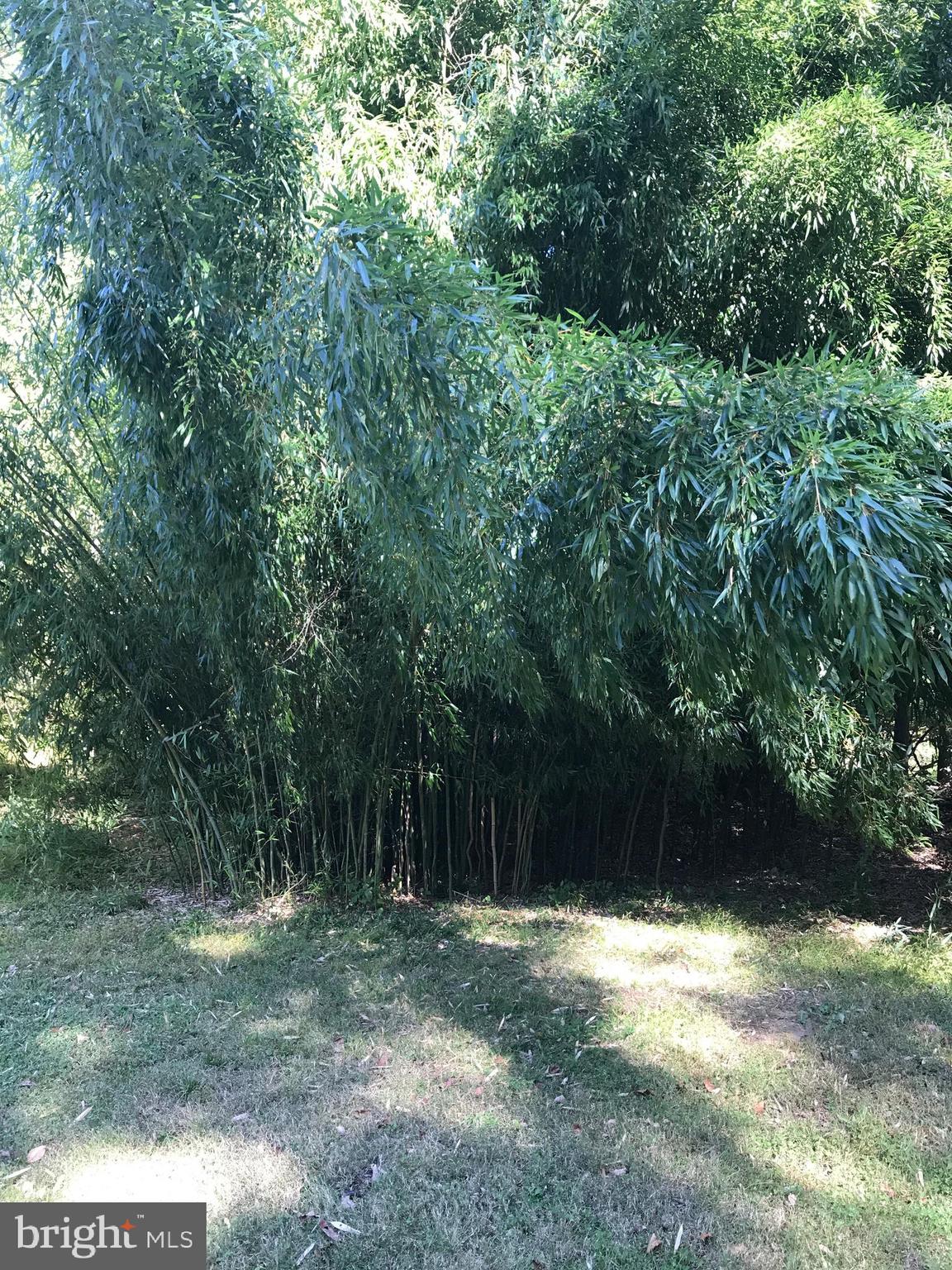 731 Vinemont Road Reinholds, PA 17569 - Photo 48 of 60 Bamboo "garden" near creek