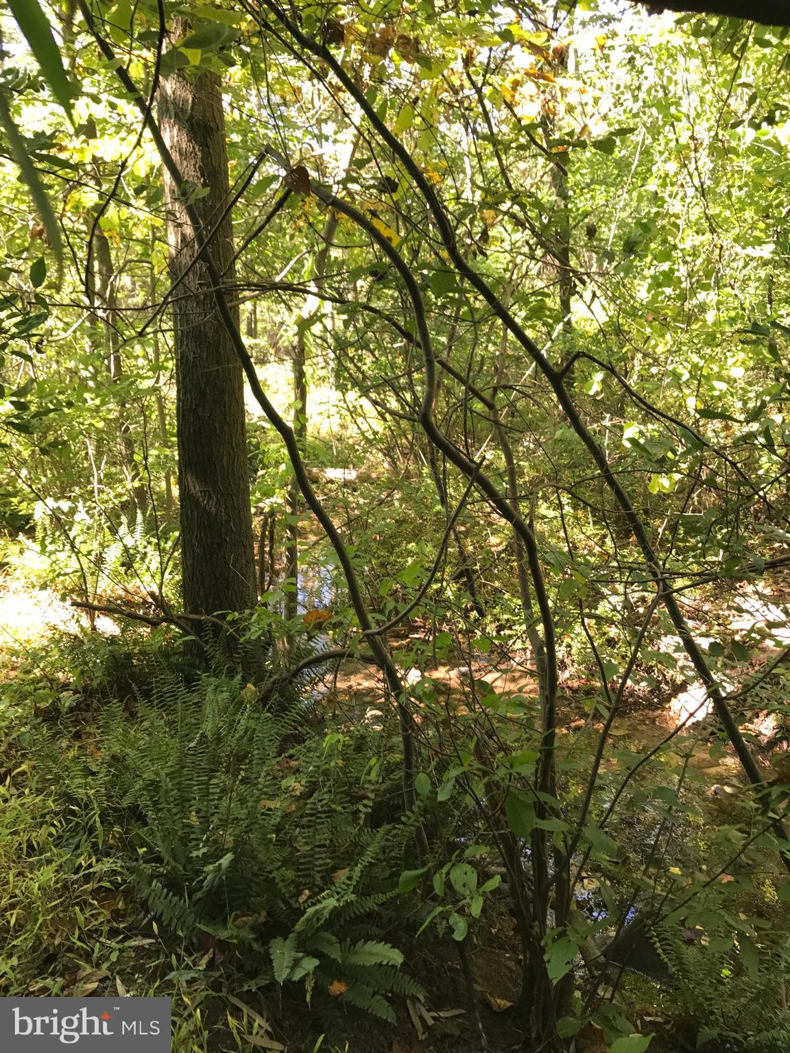 731 Vinemont Road Reinholds, PA 17569 - Photo 51 of 60 Wooded back yard with creek