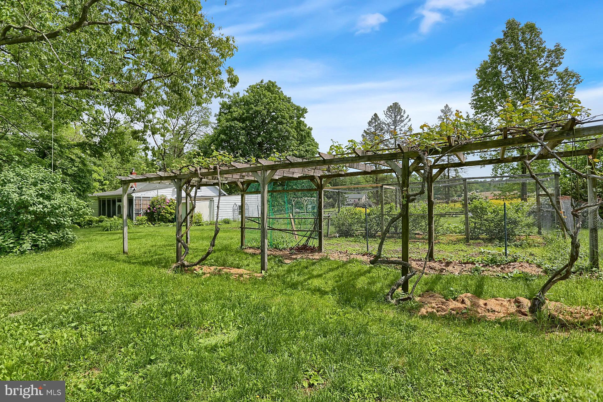 A trellis of established grapes