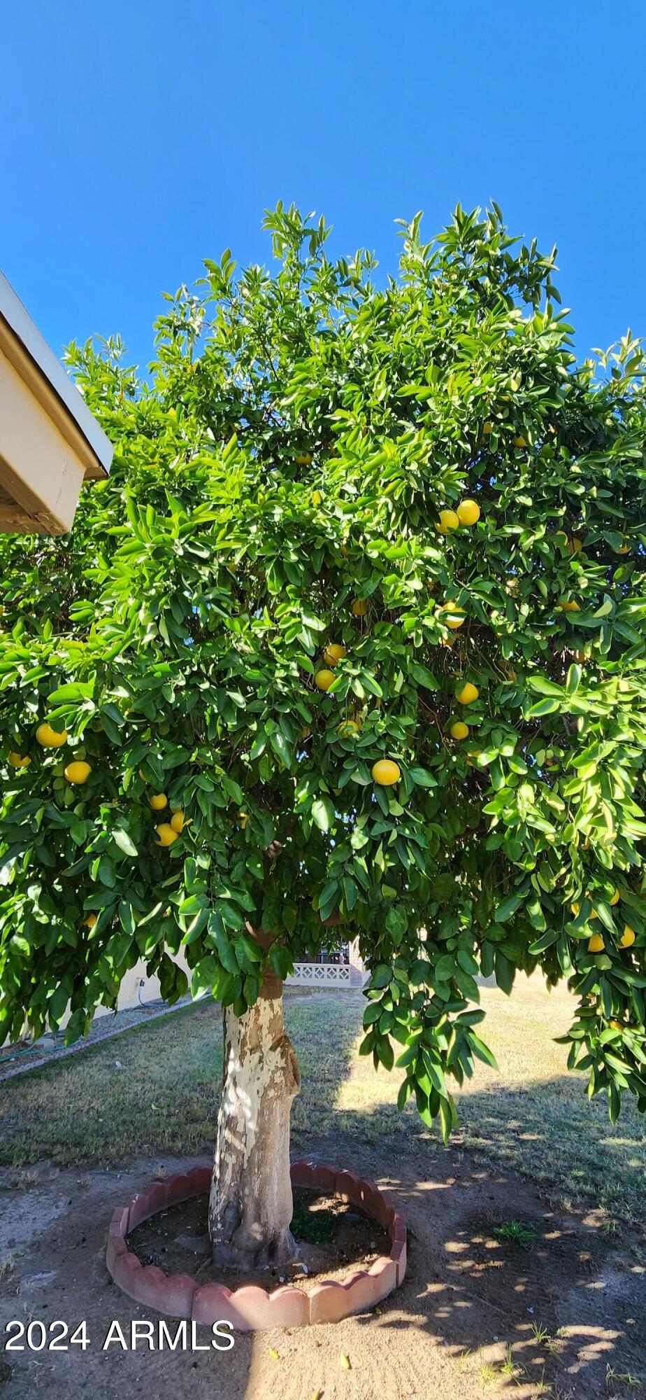 10338 West Kingswood Circle Sun City, AZ 85351 - Photo 24 of 24 a view of a yard with plants