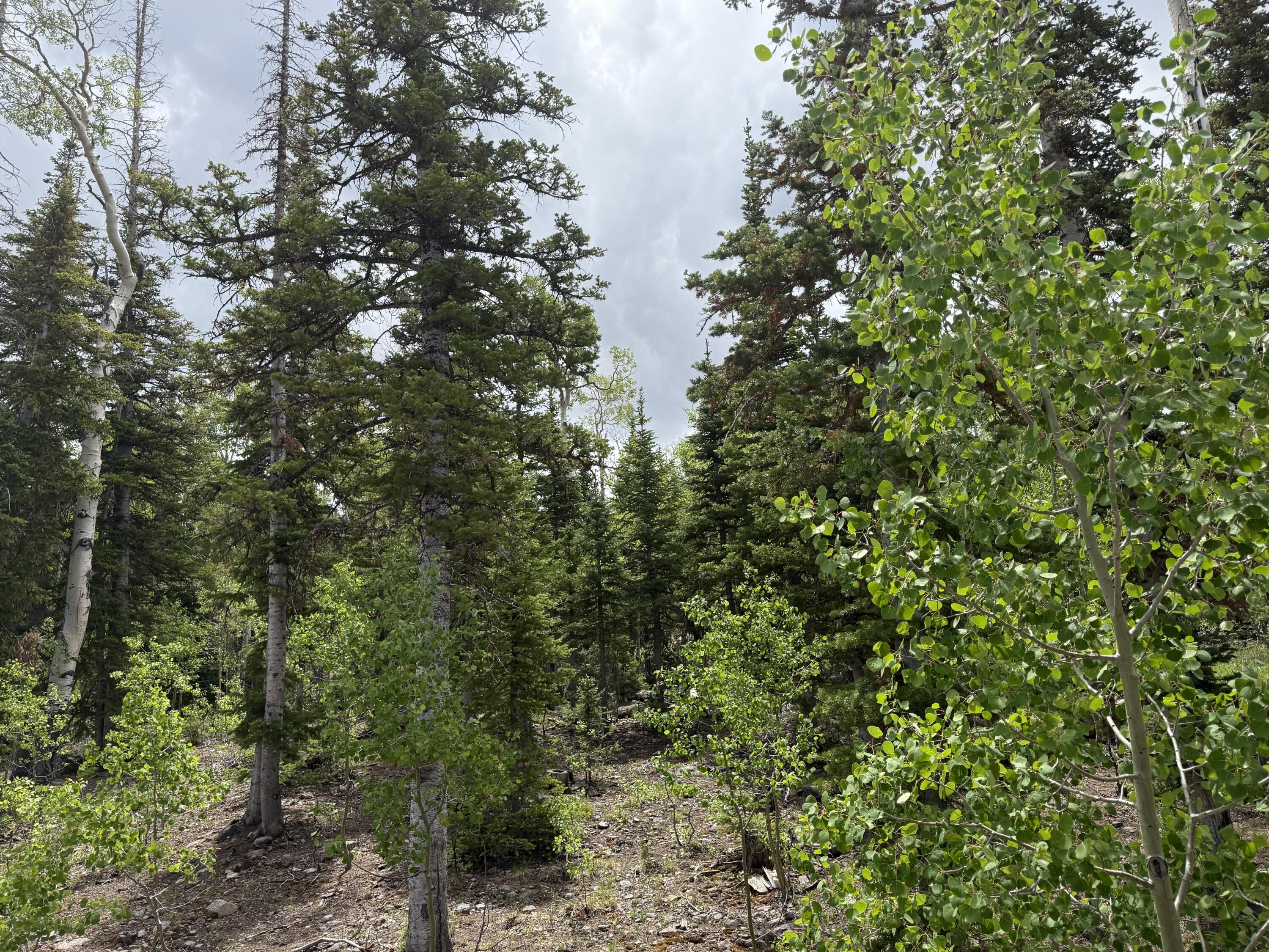 429 North Aoki Michi Road Brian Head, UT 84719 - Photo 3 of 48 Wooded lot, Pines and Aspens with beautiful fall leaves
