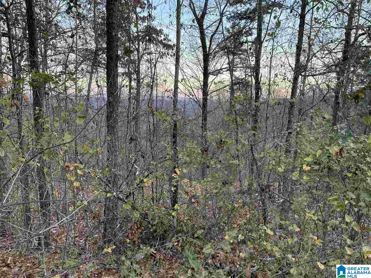 7931 Goodner Mountain Road Trussville, AL 35173 - Photo 10 of 20